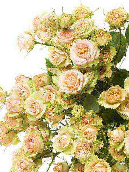 the best varieties of spray roses