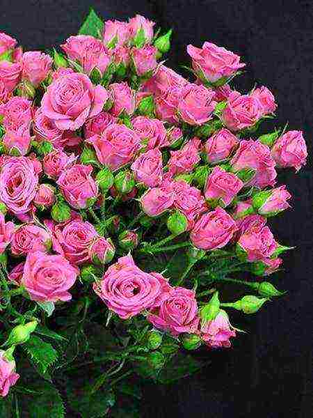 the best varieties of spray roses