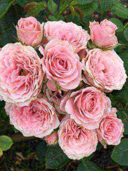 the best varieties of spray roses