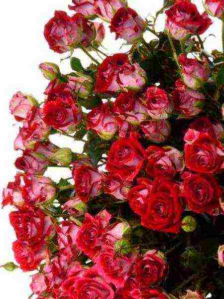 the best varieties of spray roses