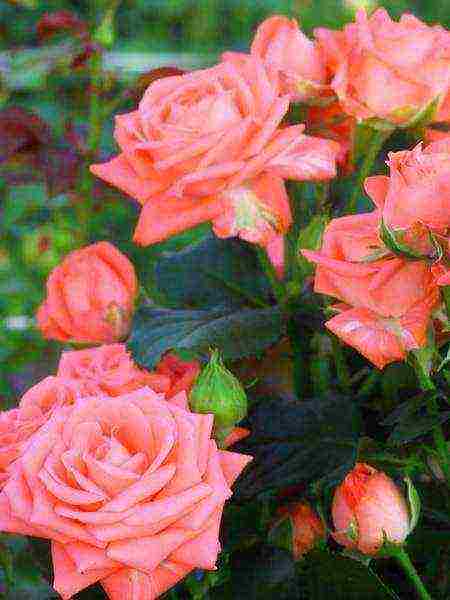 the best varieties of spray roses