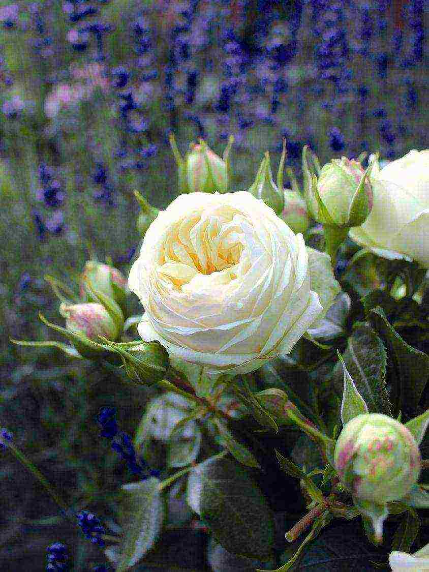 the best varieties of spray roses