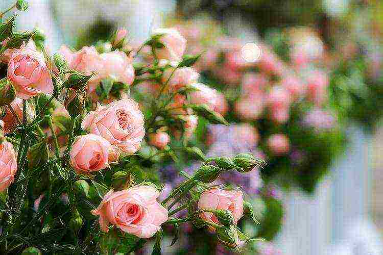 the best varieties of spray roses