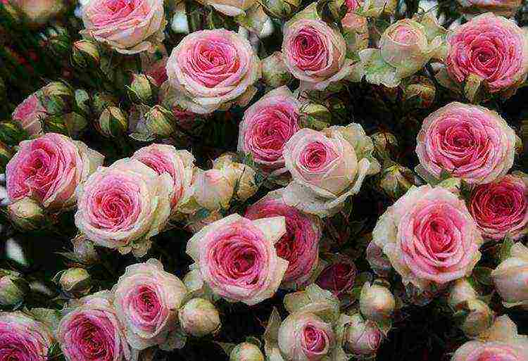 the best varieties of spray roses