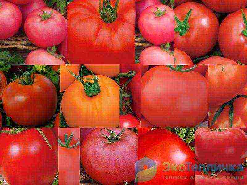 the best varieties of medium-sized tomatoes