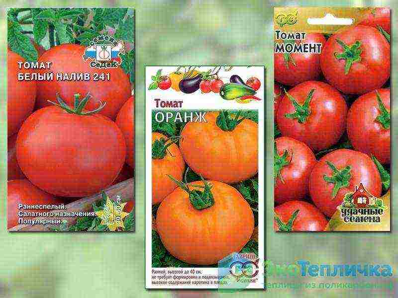 the best varieties of medium-sized tomatoes