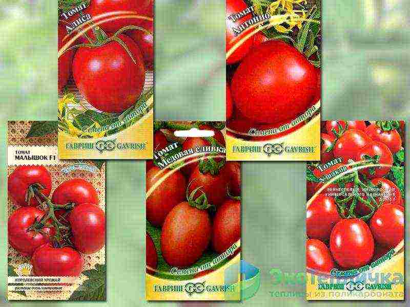 the best varieties of medium-sized tomatoes