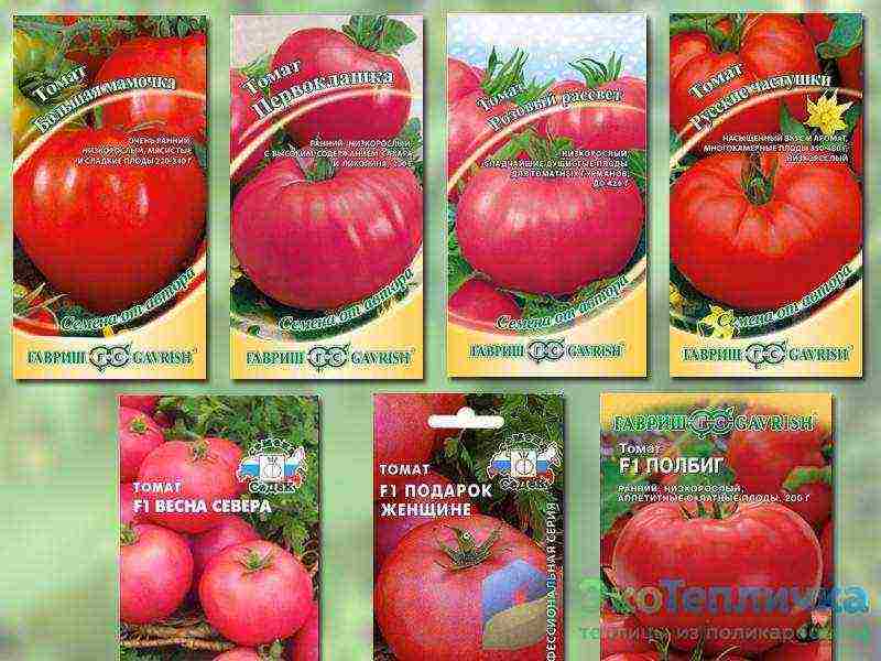 the best varieties of medium-sized tomatoes