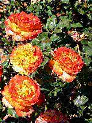 the best varieties of cut roses