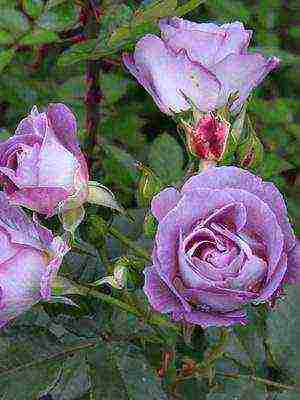 the best varieties of cut roses