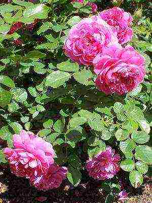 the best varieties of cut roses