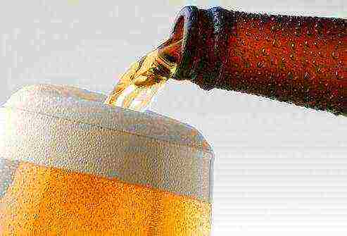 the best varieties of light beer