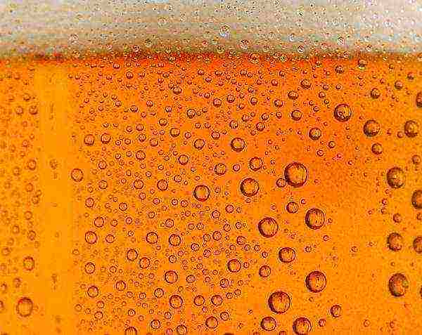 the best varieties of light beer