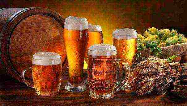 the best varieties of light beer