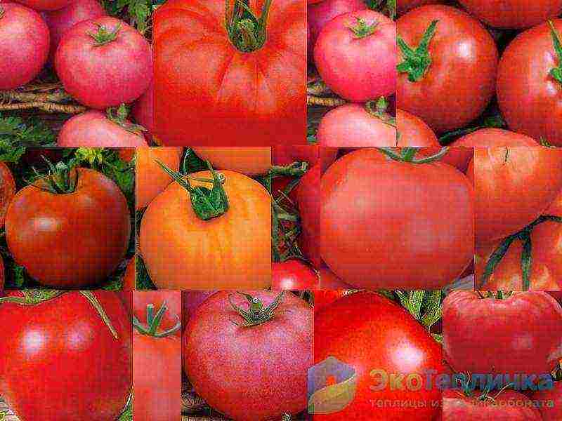 the best varieties of determinant tomatoes