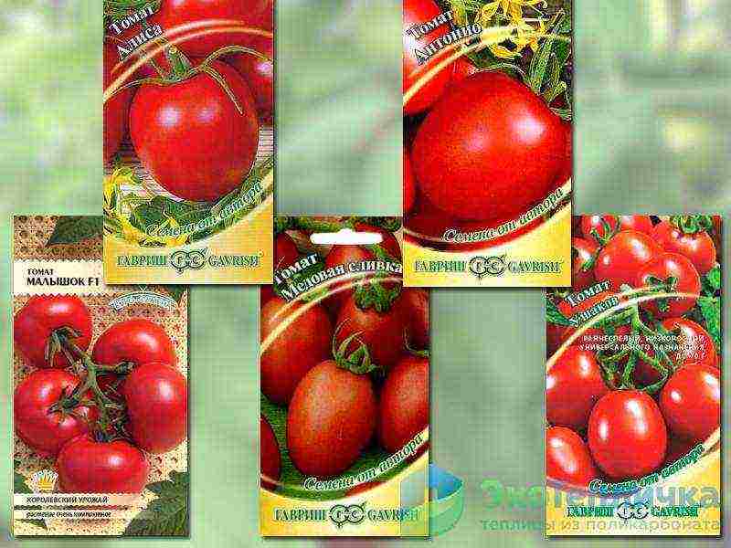 the best varieties of determinant tomatoes