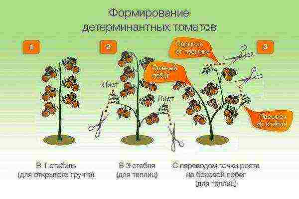 the best varieties of determinant tomatoes