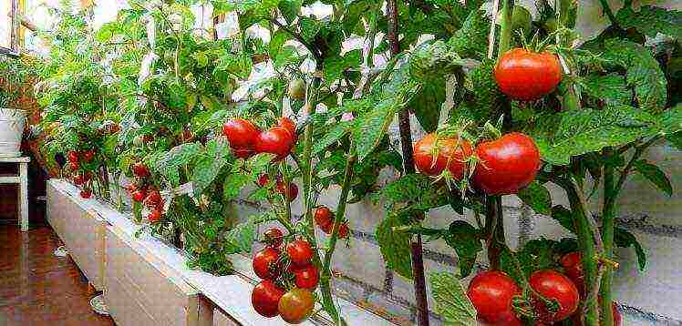 the best varieties of tomatoes for the loggia