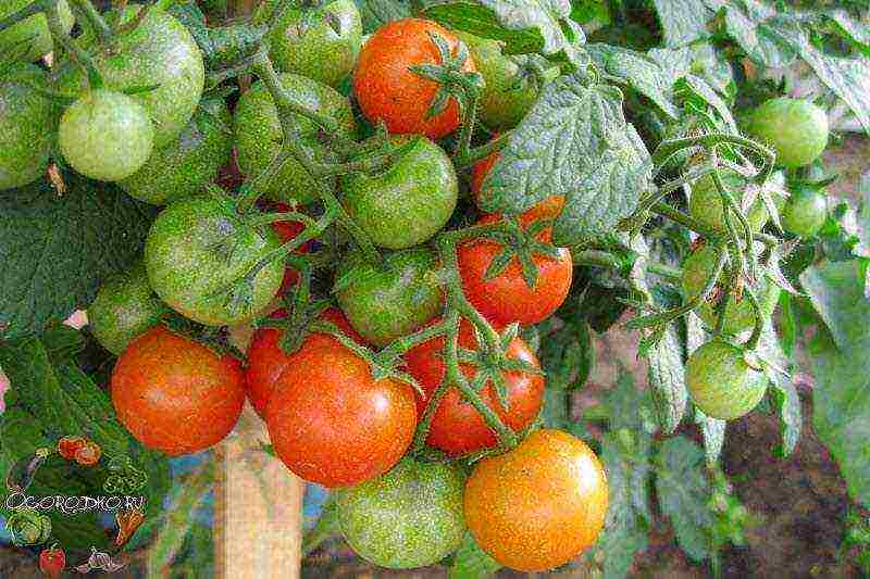 the best varieties of tomatoes for the loggia