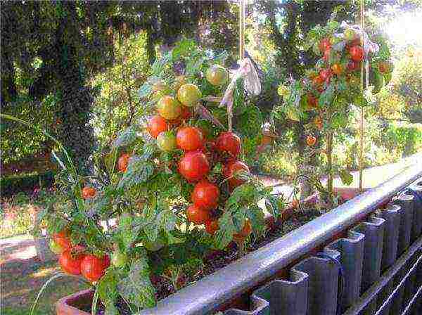 the best varieties of tomatoes for the loggia