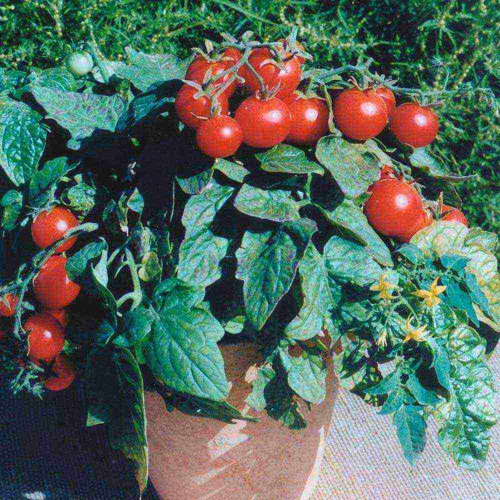 the best varieties of tomatoes for the loggia