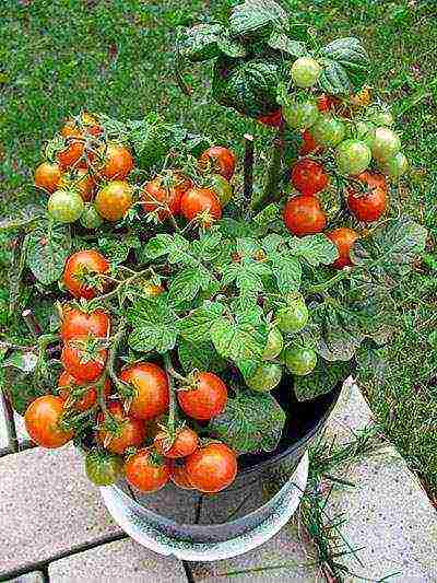 the best varieties of tomatoes for the loggia