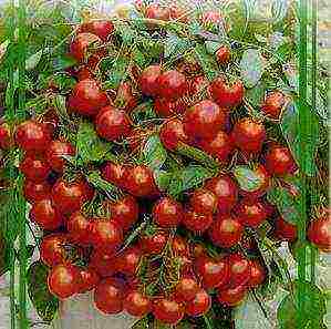 the best varieties of tomatoes for the loggia