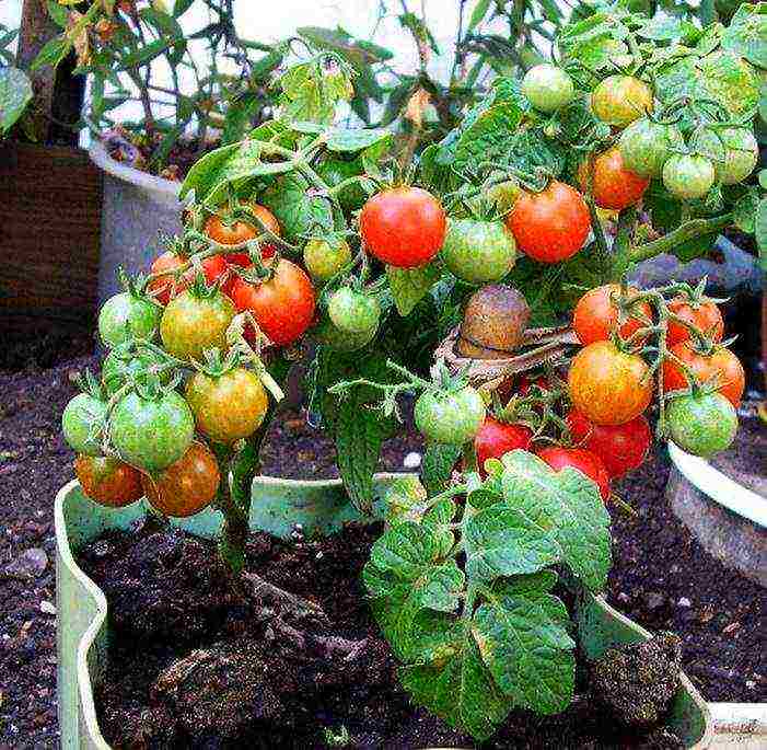 the best varieties of tomatoes for the loggia