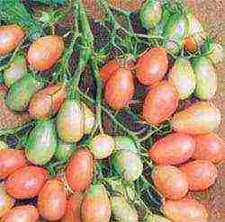 the best varieties of tomatoes for the loggia