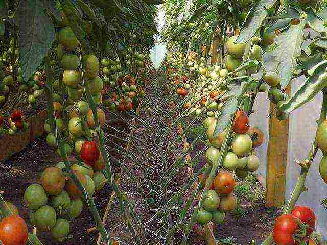 the best varieties of tomatoes semko