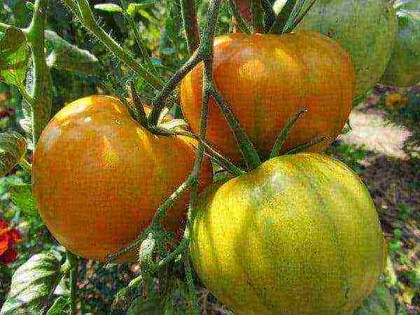 the best varieties of tomatoes semko