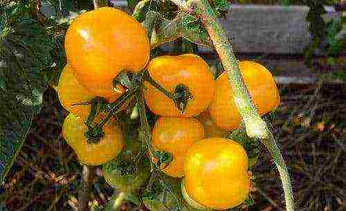 the best varieties of tomatoes semko