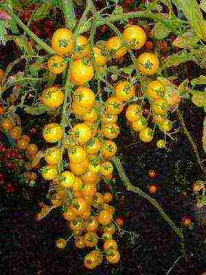 the best varieties of tomatoes semko