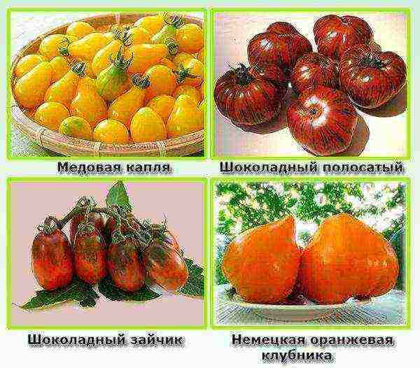 the best varieties of sweet tomatoes
