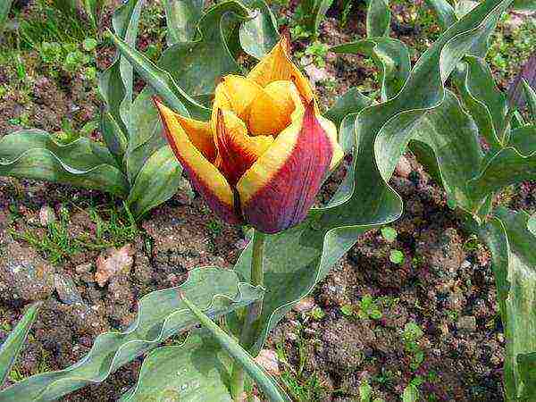 the best varieties of triumph tulips