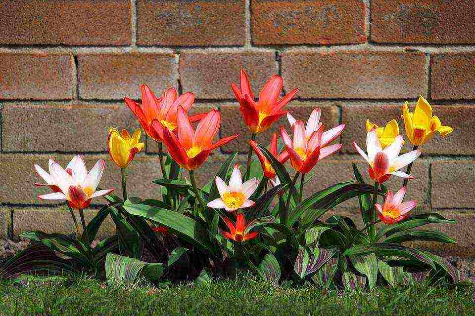 the best varieties of triumph tulips