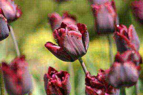 the best varieties of triumph tulips