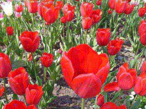 the best varieties of triumph tulips