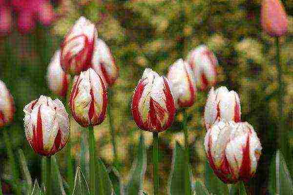 the best varieties of triumph tulips