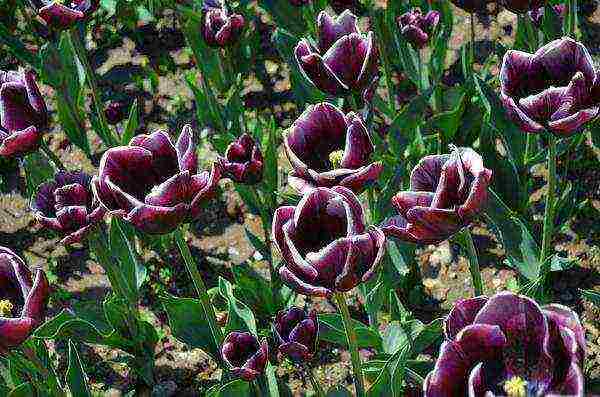 the best varieties of triumph tulips