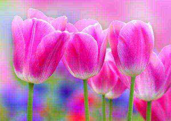 the best varieties of silver blue tulips