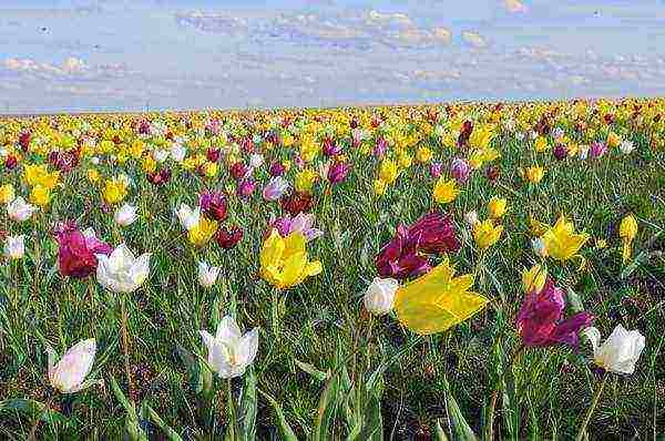 the best varieties of silver blue tulips