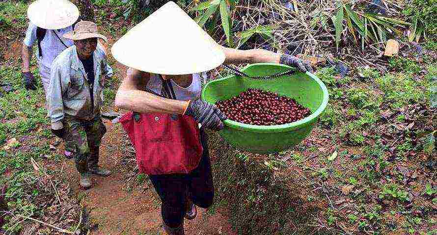 the best varieties of Vietnamese coffee
