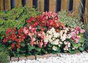 the best varieties of ever-flowering begonias