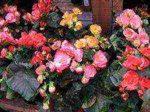 the best varieties of ever-flowering begonias