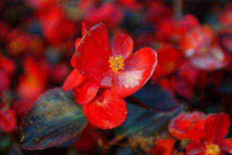 the best varieties of ever-flowering begonias