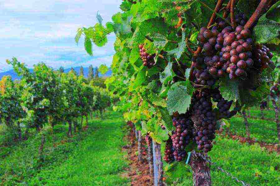the best sorts of wines of Crimea