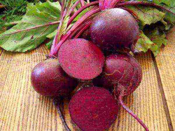 the best varieties of vinaigrette beets