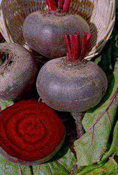 the best varieties of vinaigrette beets