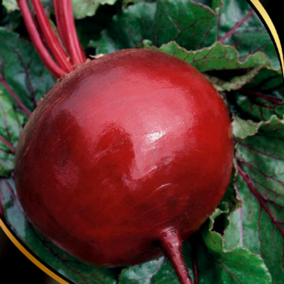 the best varieties of vinaigrette beets